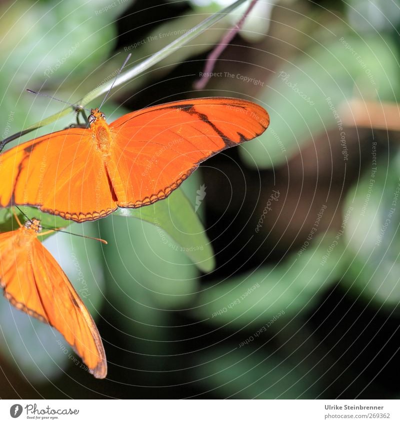 Date im Grünen Tier Wildtier Schmetterling Flügel Zoo 2 Tierpaar festhalten hängen leuchten schaukeln sitzen warten ästhetisch exotisch schön Frühlingsgefühle