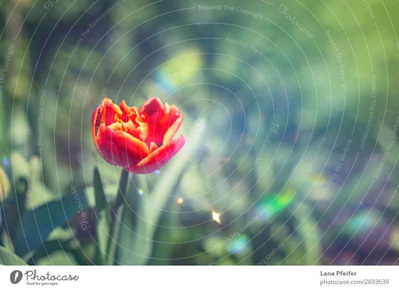 Nahaufnahme der isolierten Tulpenblüte Umwelt Natur Landschaft Pflanze Wassertropfen Sonne Frühling Blume Blatt Blüte grün rot türkis Romantik schön