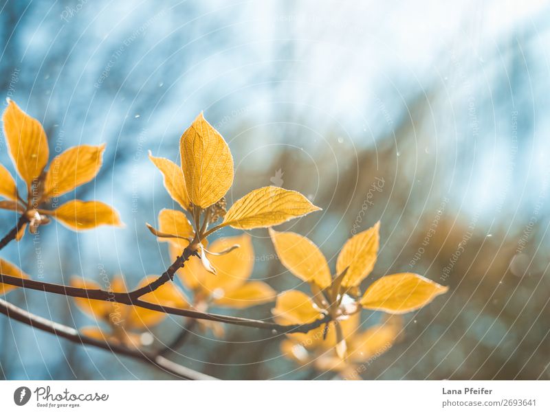 Morgens Sonnenlicht und Blätter Umwelt Natur Landschaft Pflanze blau braun gold Holz Blatt Wassertropfen Baum grün frisch ökologisch Grünpflanze hell Park Wald