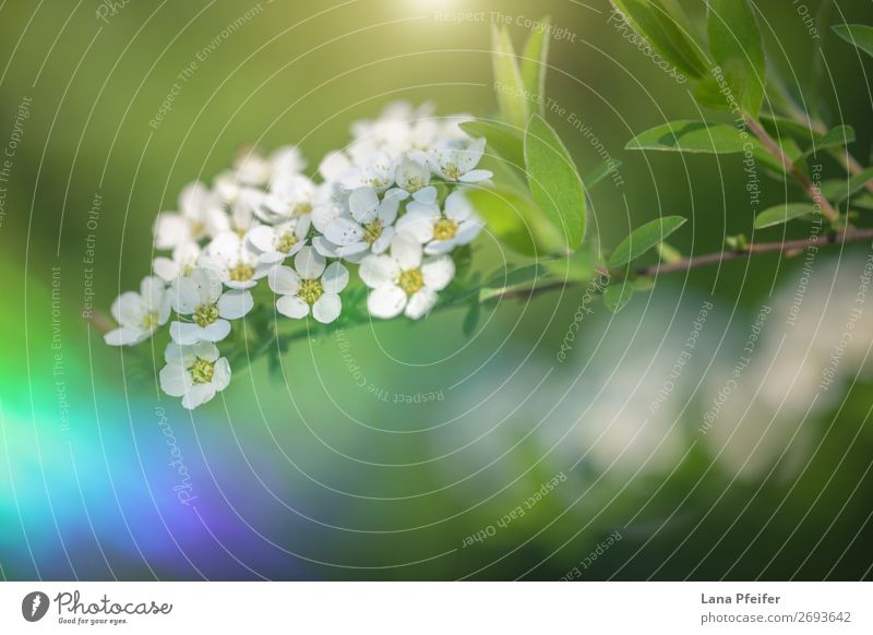 Frische, saftige Wiese weiße Frühlingsblumen aus nächster Nähe Garten Gartenarbeit Natur Pflanze Blume Blatt Wachstum natürlich botanisch Gartenbau Blütenstand