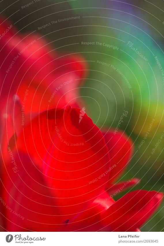 Nahaufnahme der isolierten Tulpenblüte Natur Landschaft Pflanze Sonne Sonnenfinsternis Sonnenaufgang Sonnenuntergang Frühling Blume Macht Tatkraft Leidenschaft