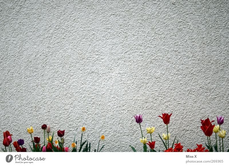 Wanddeko II Frühling Pflanze Blume Tulpe Blatt Blüte Mauer Blühend Duft mehrfarbig Dekoration & Verzierung Hintergrundbild Farbfoto Außenaufnahme Menschenleer