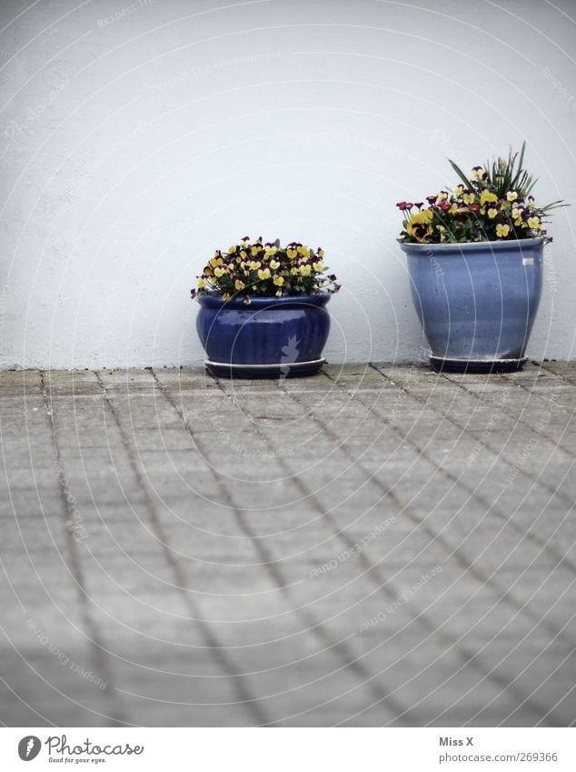 Wanddeko I Blume Blatt Blüte Topfpflanze Mauer Terrasse Blühend Duft Dekoration & Verzierung Blumentopf blau Stiefmütterchen Farbfoto Außenaufnahme Menschenleer