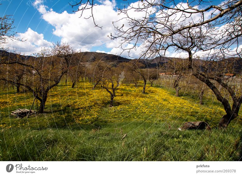 Obstplantage im Frühling Landschaft Pflanze Wolken Klima Schönes Wetter Baum Gras Nutzpflanze Wildpflanze Wiese Stimmung Zufriedenheit Lebensfreude