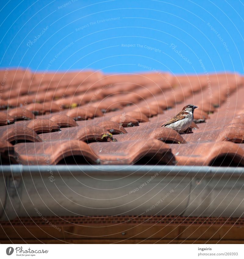 Das Zuhause eines Haussperling Himmel Wolkenloser Himmel Frühling Sommer Gebäude Fassade Dach Dachrinne Dachziegel Ziegeldach Regenrinne Tier Wildtier Vogel