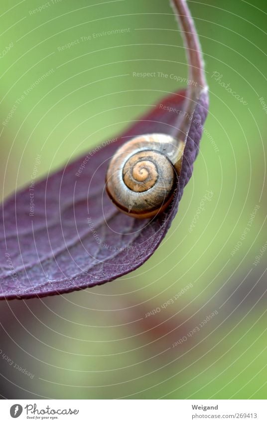 Schnick-schnack-schnuck Wellness Leben harmonisch Natur Tier Schnecke 1 schlafen alt positiv rund schleimig grün violett Optimismus Wahrheit Ehrlichkeit