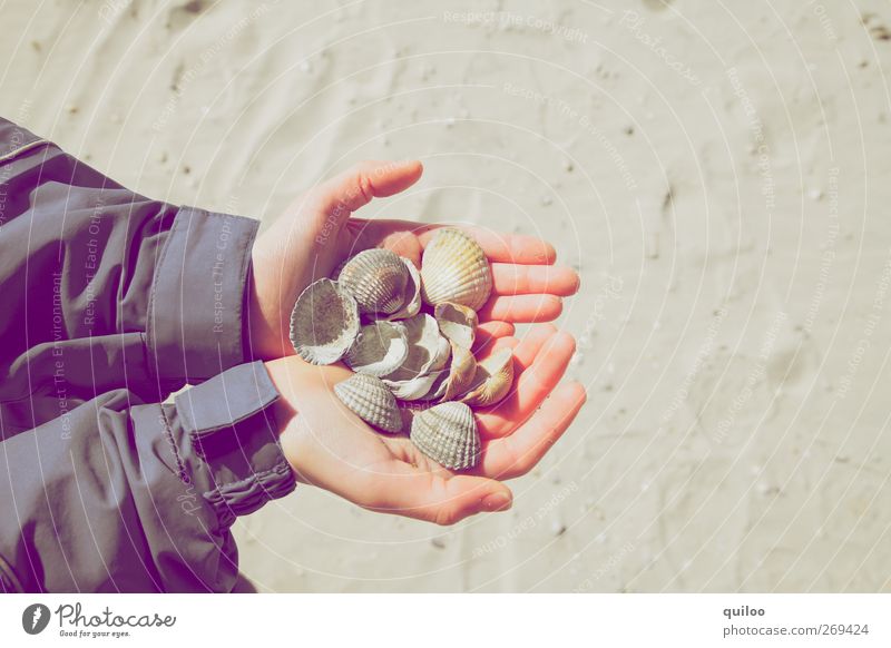 Muschelsuche Kinderspiel Ferien & Urlaub & Reisen Ausflug Sommer Sommerurlaub Strand Arme Hand Sand Küste Spielen tragen Erfolg Glück klein Freude Leidenschaft