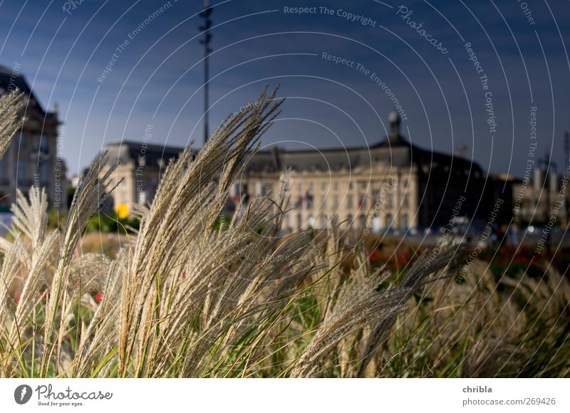 Frühling in der Stadt Stadtzentrum Haus Park Platz ästhetisch Farbfoto Außenaufnahme Menschenleer Tag Licht Schatten Kontrast