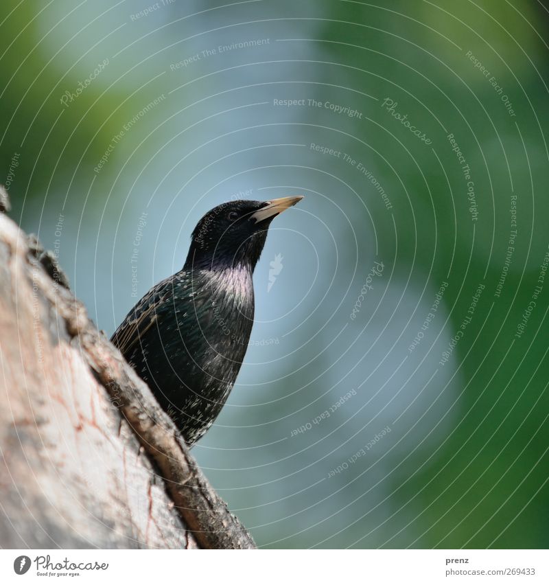 starallüren Umwelt Natur Tier Vogel 1 sitzen blau grün Star Singvögel Baumstamm Farbfoto Außenaufnahme Menschenleer Textfreiraum rechts Textfreiraum oben Tag