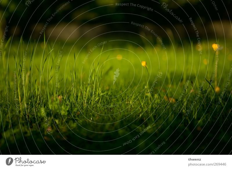 Wiese Natur Frühling Schönes Wetter Blume Gras Garten Park Wachstum Freundlichkeit Kitsch grün Zufriedenheit ruhig Design Erholung Freizeit & Hobby Idylle