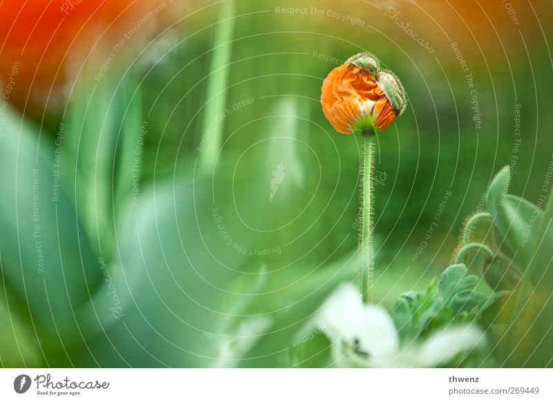 Mohn hat Hut Natur Frühling Pflanze Blume Blatt Blüte Grünpflanze Garten Park Blühend Wachstum frei klein schön grün rot Gefühle Stimmung Frühlingsgefühle