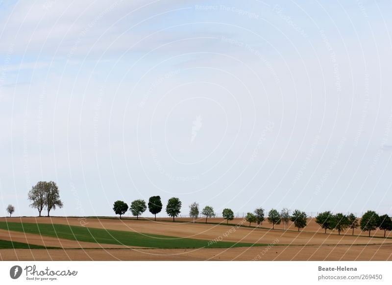 Hinten anstellen bitte Ferien & Urlaub & Reisen Ausflug Natur Landschaft Pflanze Erde Sand Luft Himmel Sonne Frühling Baum Feld atmen Wachstum ästhetisch schön