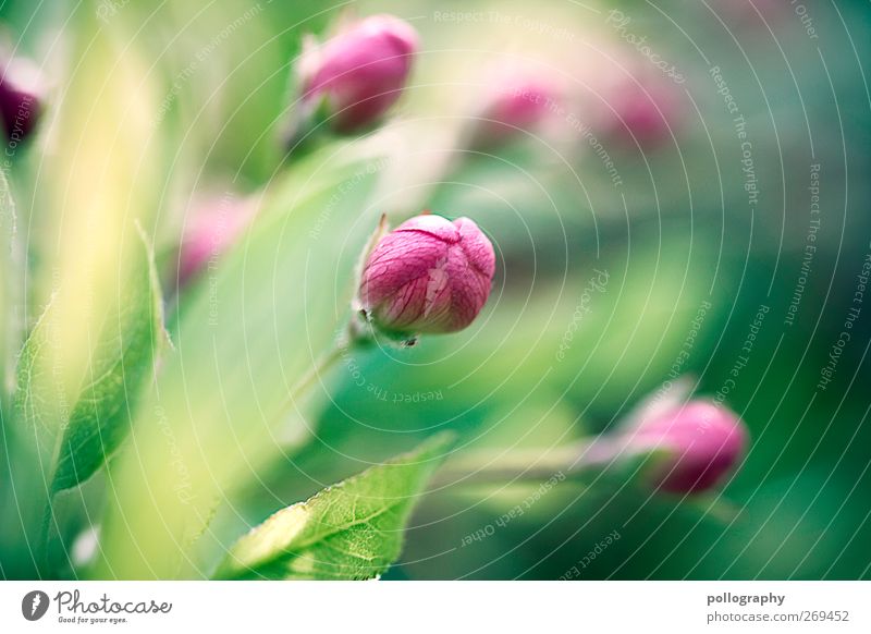 growing Umwelt Natur Pflanze Sonnenlicht Frühling Sommer Schönes Wetter Gras Blatt Blüte Grünpflanze Blühend Wachstum gelb grün violett rosa Frühlingsgefühle