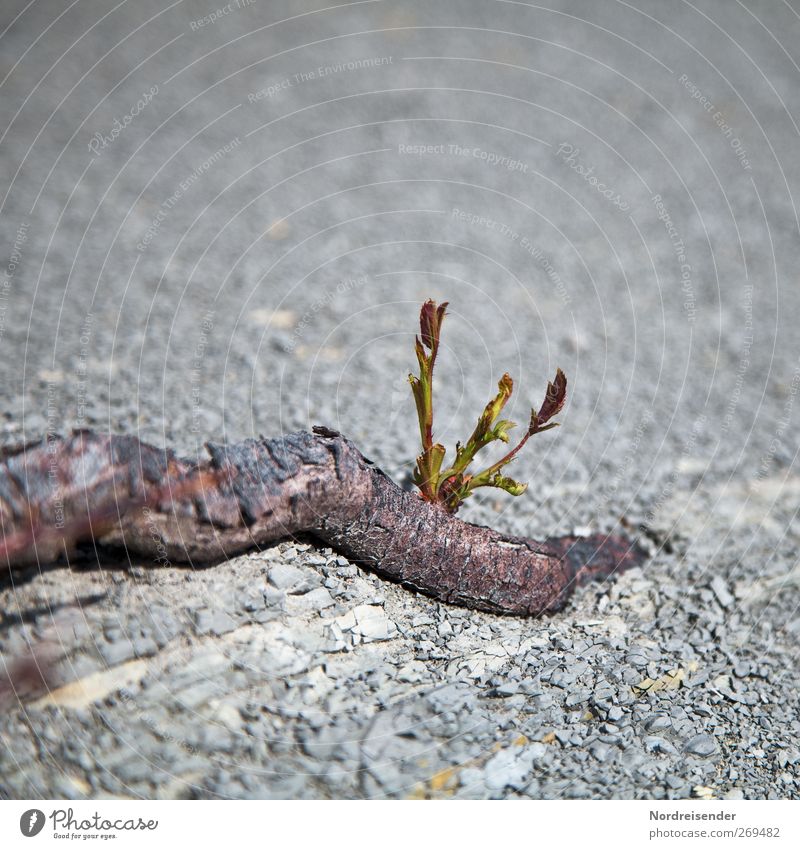 Überlebenswille Natur Pflanze Erde Frühling Wüste Oase Stein Holz Zeichen Wachstum frisch positiv rebellisch trocken Optimismus Erfolg Kraft Willensstärke