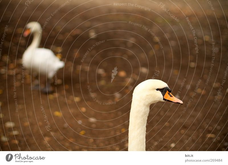 rutsch mir doch den Hals runter... Umwelt Natur Erde Tier Vogel Schwan 2 Tierpaar Brunft gehen laufen stehen dunkel braun weiß Treue Ärger Schnabel Federvieh