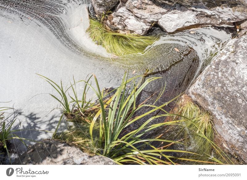 429 [fecund] Umwelt Natur Landschaft Pflanze Sommer Schönes Wetter Gras Sträucher Moos Park Urwald Flussufer Teich Bach Stein Wasser einfach natürlich