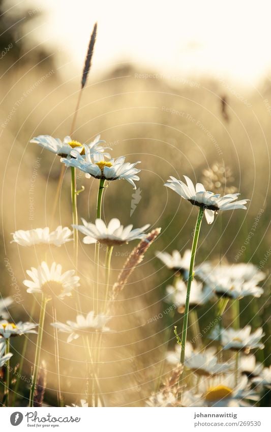 mittendrin. Umwelt Natur Landschaft Pflanze Sonne Sonnenaufgang Sonnenuntergang Sommer Schönes Wetter Blume Gras Sträucher Feld heiß nah natürlich schön gelb