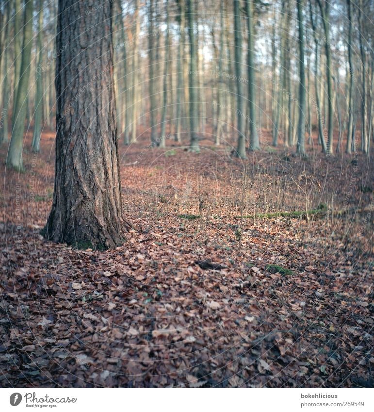 Baum Natur Pflanze Tier Erde Grünpflanze Wildpflanze braun Umwelt Unschärfe ruhig einzeln Baumstamm analog retro trist Farbfoto Außenaufnahme