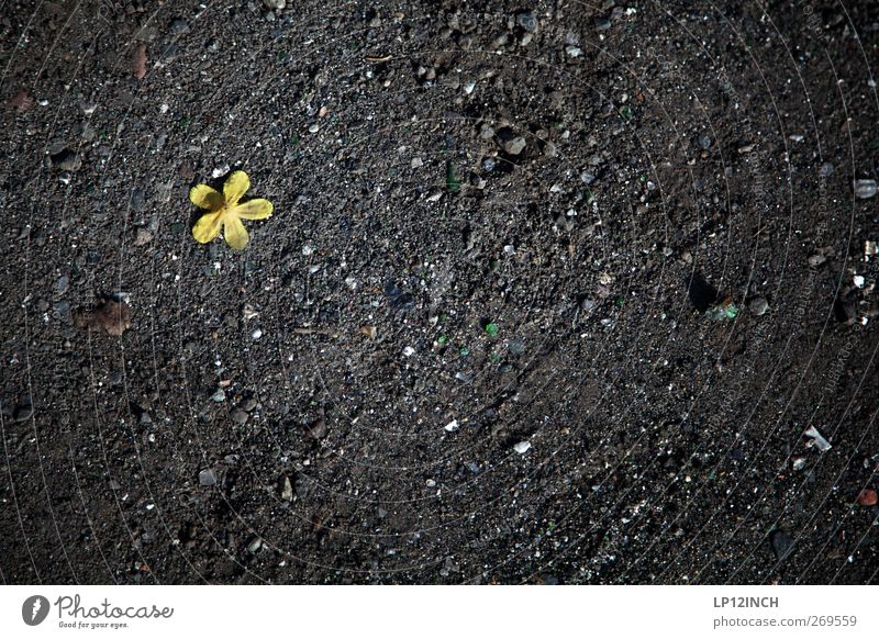 tRaum auf dem Wasser III Umwelt Natur Landschaft Pflanze Erde Sand Blüte Stein grau grün schwarz Einsamkeit Trennung verlieren gefallen Bodenbelag Blatt