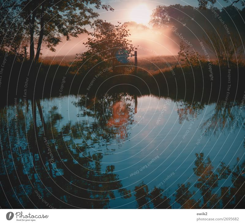 Kurz vor 6 Umwelt Natur Landschaft Pflanze Herbst Schönes Wetter Nebel Baum Gras Sträucher Bach leuchten glänzend trösten geduldig ruhig Sehnsucht Fernweh