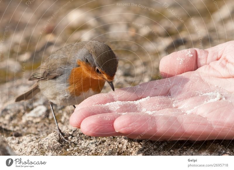 Hübscher Vogel mit einem schönen orange-roten Gefieder. Leben Mann Erwachsene Hand Umwelt Natur Tier Blume Moos Stein klein natürlich wild braun gelb weiß