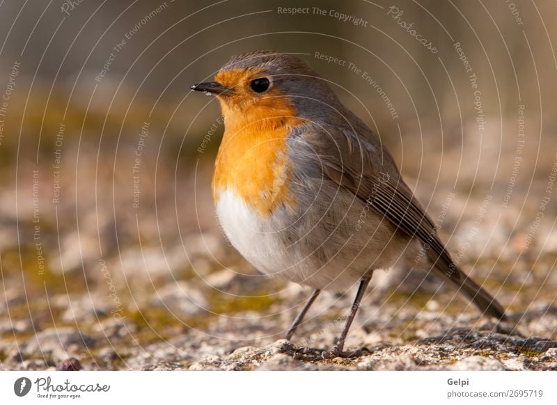 Hübscher Vogel mit einem schönen orange-roten Gefieder. Leben Mann Erwachsene Umwelt Natur Tier Blume Moos Stein klein natürlich wild braun gelb weiß Tierwelt