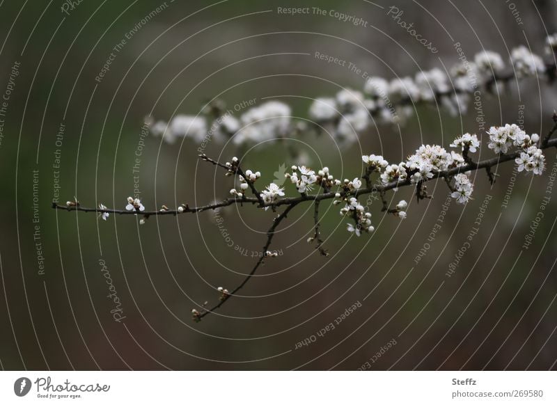 Frühlingsblüten Kirschblüte Kirschblüten Zweig Blütenknospen erblühen blühende Zweige weiße Blüten Naturerwachen April Blütezeit zarte Blüten Frühlingserwachen