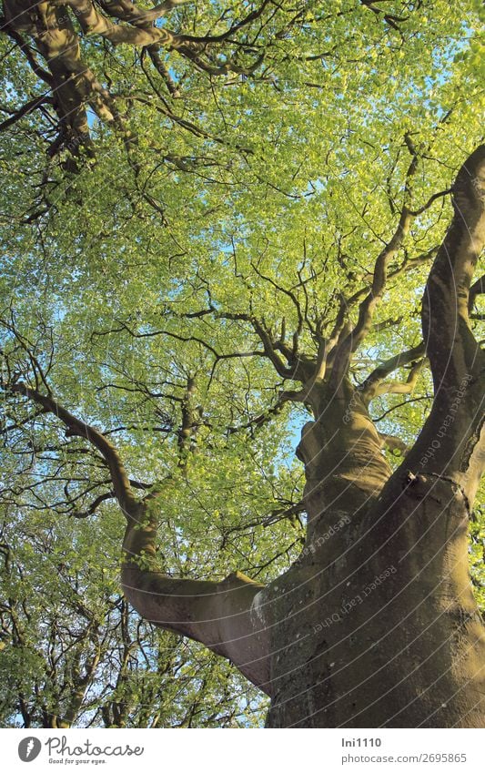 Buche im Mai Natur Pflanze Frühling Baum Blatt Garten Park Wiese Feld Wald blau braun gelb grau grün schwarz eigenwillig Blätterdach maigrün gigantisch Ast Arme