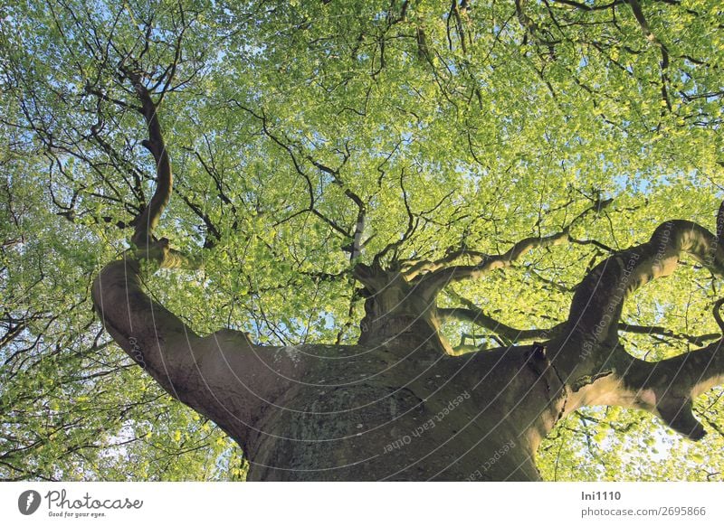 Buche im Mai Natur Pflanze Frühling Schönes Wetter Baum Blatt Garten Park Wiese Feld Wald blau braun gelb grau grün schwarz Macht gigantisch eigenwillig Arme