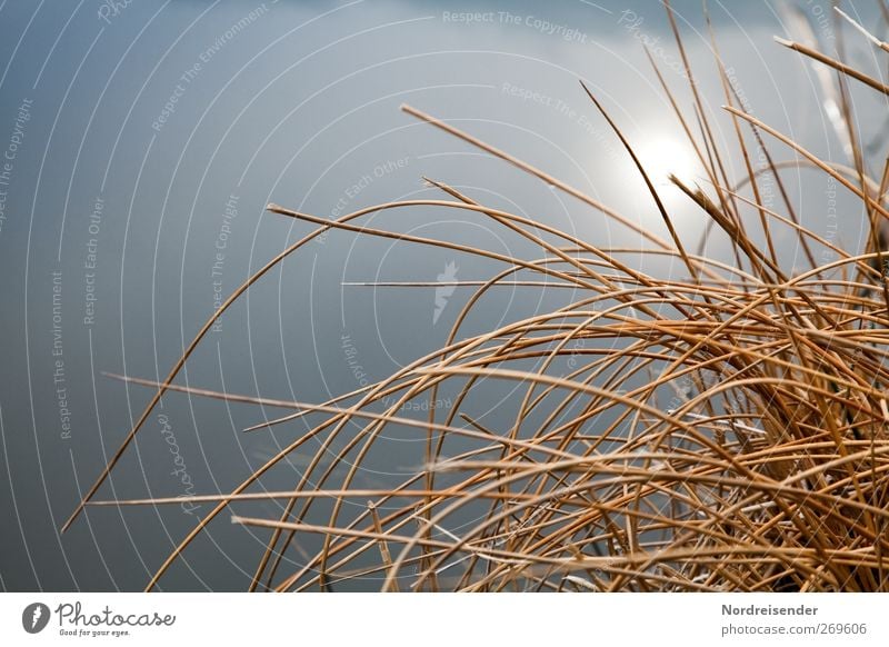 Binsenweisheit Natur Pflanze Wasser Sonne Nebel Seeufer Teich glänzend dehydrieren natürlich blau orange ruhig Wasserpflanze Sonnenlicht Farbfoto Außenaufnahme