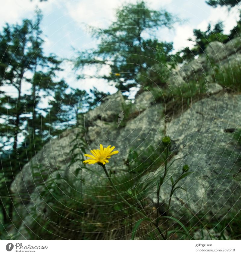 mauerblümchen Natur Pflanze Urelemente Himmel Sommer Schönes Wetter Baum Blume Felsen Berge u. Gebirge Wachstum gelb Blühend Stein karg einzeln Mauerpflanze