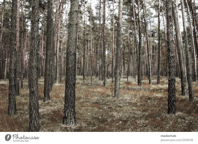 Waldemar Stumpfmann Natur Landschaft Sommer Baum ästhetisch Kraft nachhaltig Ordnung Wachstum Waldboden Baumstamm Birke Birkenwald Farbfoto Gedeckte Farben