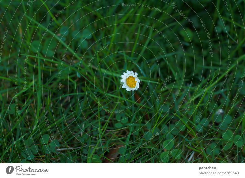 Kleeblätter und Einzelnes Gänseblümchen im Gras von oben. Frühling. Natur Blüte Wiese Blühend gelb grün weiß Rasen einzeln Farbfoto Außenaufnahme