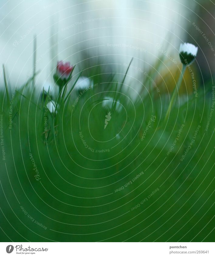 Frühling. Nahaufnahme von Gras und Gänseblümchen mehrere Wiese Rasen grün weiß gelb Blühend Blüte Blume Halm