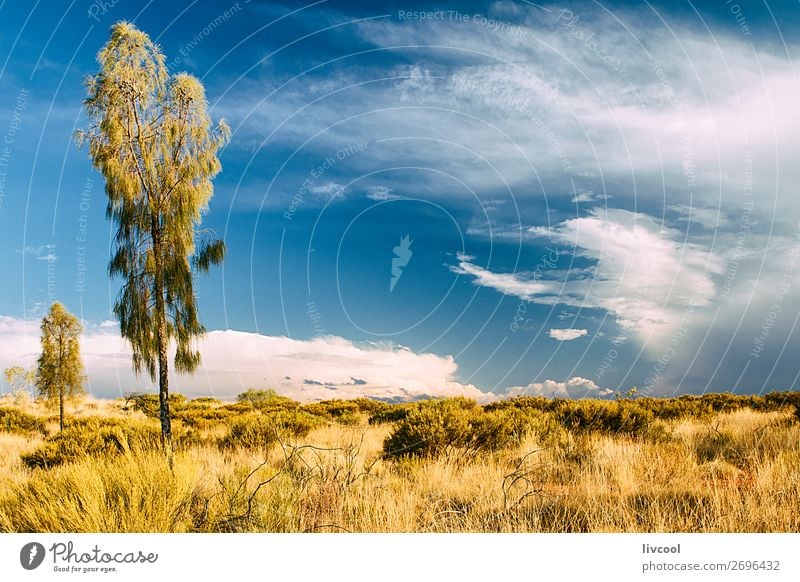 uluru landschaft II, australien Leben Ferien & Urlaub & Reisen Tourismus Ausflug Abenteuer Sonne Natur Pflanze Tier Sand Himmel Wolkenloser Himmel Baum Gras