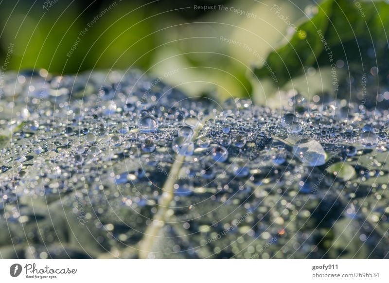 Wasserperlen VI Ausflug Abenteuer Expedition Umwelt Natur Landschaft Pflanze Tier Wassertropfen Herbst Regen Eis Frost Blatt Grünpflanze Garten Park Wiese