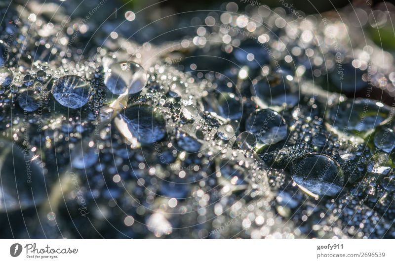 Wasserperlen Abenteuer Expedition Umwelt Natur Landschaft Wassertropfen Sonnenlicht Regen Eis Frost Pflanze Blatt Grünpflanze Garten Park Wiese glänzend