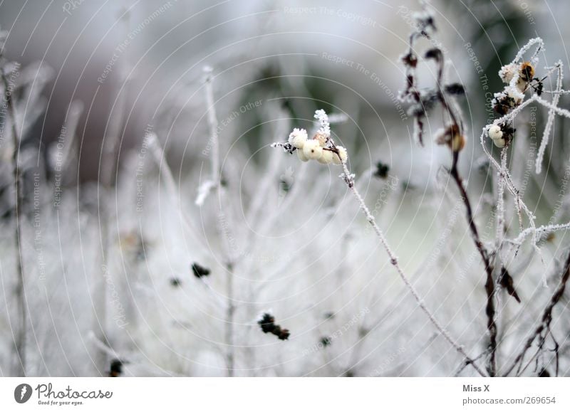 out of season I Natur Winter schlechtes Wetter Eis Frost Schnee Pflanze Sträucher kalt weiß Ast Zweig Farbfoto Gedeckte Farben Außenaufnahme Nahaufnahme