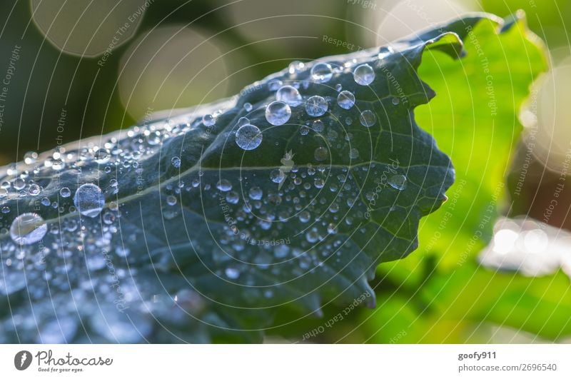 Wasserperlen IV Ausflug Abenteuer Expedition Umwelt Natur Landschaft Pflanze Tier Wassertropfen Sonnenlicht Herbst Eis Frost Blatt Grünpflanze Garten Park Wiese