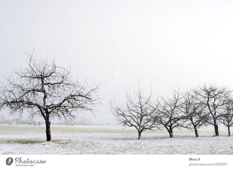 out of season II Natur Landschaft Winter Eis Frost Schnee kalt trist weiß Streuobstwiese Wintertag Farbfoto Gedeckte Farben Menschenleer Textfreiraum oben