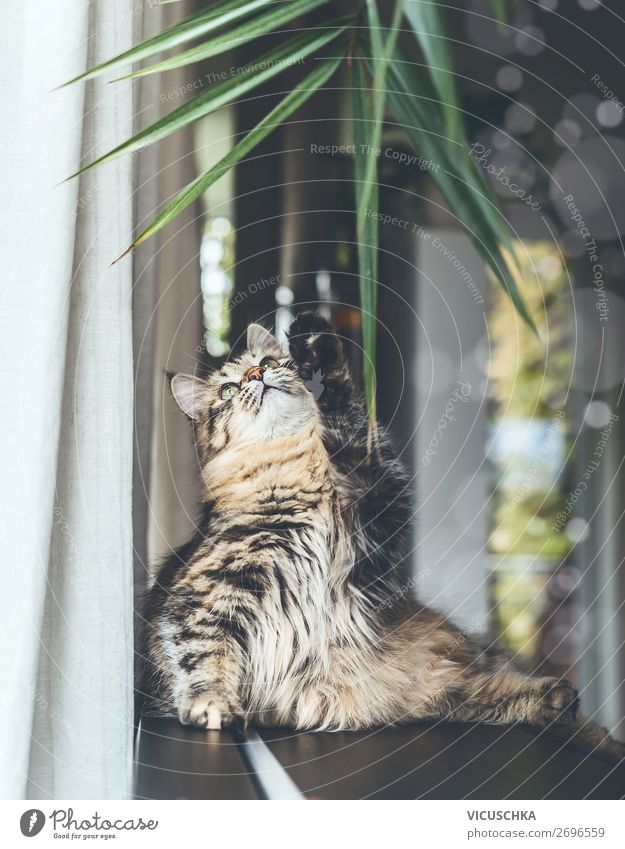 Junge Katze spielt mit Zimmerpflanze Lifestyle Häusliches Leben Tier Haustier 1 Design Spielen lustig Sibirische Katze Rassekatze Wohnung Farbfoto Innenaufnahme