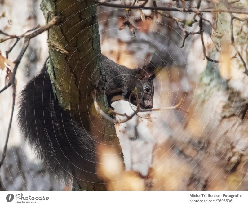 Eichhörnchen im herbstlichen Baum Natur Tier Sonnenlicht Schönes Wetter Blatt Wald Wildtier Tiergesicht Fell Auge Schwanz Ohr 1 beobachten entdecken Blick nah