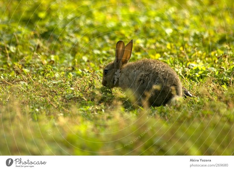 Guten Hunger! Gras Garten Park Wiese Tier Haustier Wildtier Hase & Kaninchen 1 Tierjunges genießen sitzen frei natürlich braun gelb grün weiß Natur Farbfoto