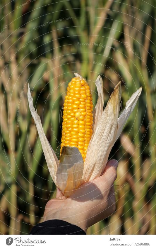 Maiskolben Lebensmittel Gemüse Maisfeld Ernährung Hand Umwelt Natur Landschaft Nutzpflanze festhalten frisch gelb Farbfoto Außenaufnahme Tag