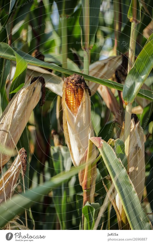 Maisfeld Lebensmittel Gemüse Umwelt Natur Landschaft Nutzpflanze Essen gelb Maiskolben Landwirtschaft Farbfoto Außenaufnahme Tag Sonnenlicht Zentralperspektive