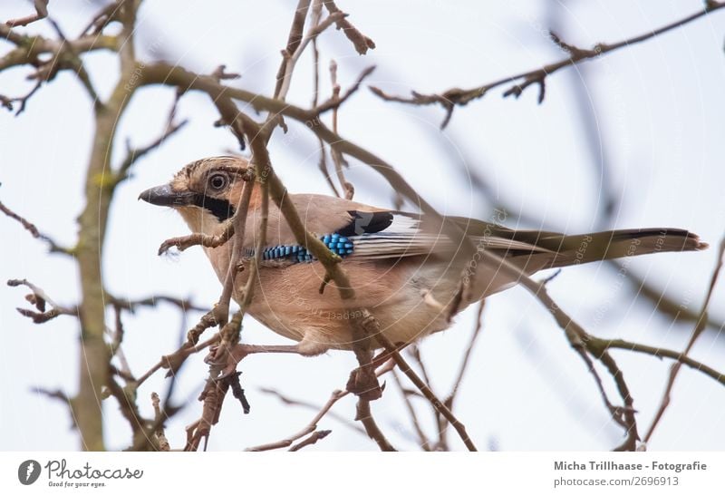 Wachsamer Eichelhäher Natur Tier Himmel Sonnenlicht Schönes Wetter Baum Ast Wildtier Vogel Tiergesicht Flügel Krallen Schnabel Feder Auge 1 beobachten