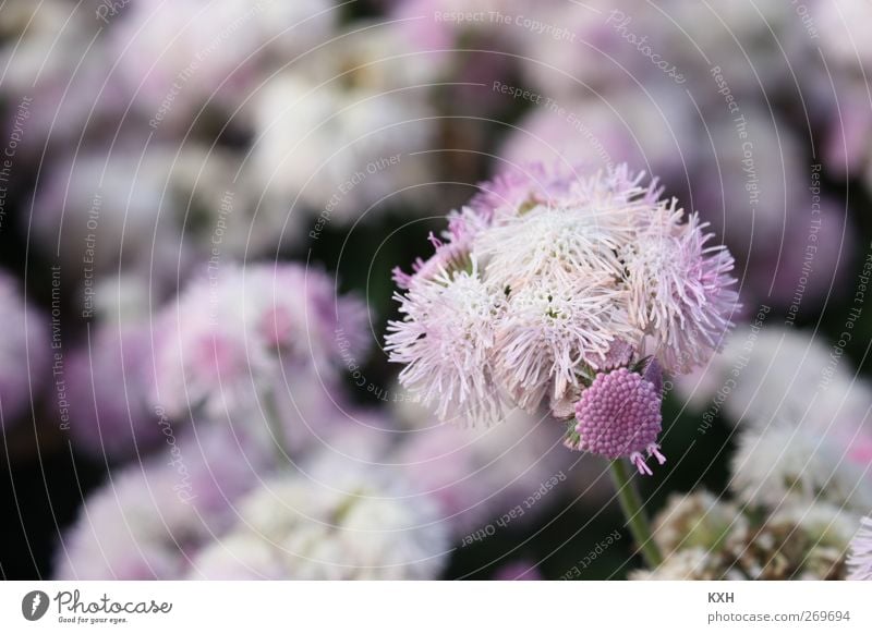 Blume in Blumenmeer Natur Pflanze Frühling Blüte Garten Park violett rosa träumen Umwelt Farbfoto Außenaufnahme Nahaufnahme Menschenleer Morgen