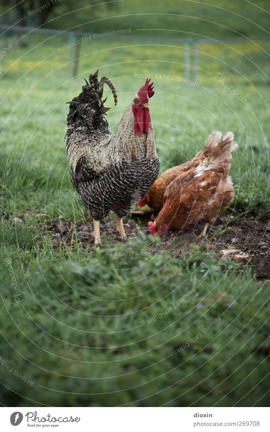 Der Cheffe Landwirtschaft Forstwirtschaft Umwelt Natur Gras Tier Haustier Nutztier Vogel Flügel Haushuhn Hahn Hahnenkamm 3 natürlich artgerecht freilaufend