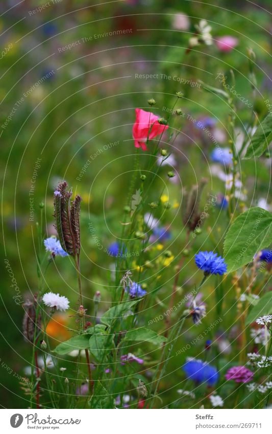 blühende Wildblumen Blumenwiese Sommerblumen Mohn Kornblume Wiesenblumen Wildpflanzen Wildblumenwiese Kornblumen Mohnblüte blühende Kornblume