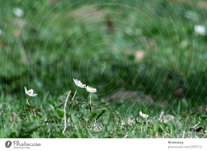 3...2...1...meine Sonne Umwelt Natur Landschaft Pflanze Frühling Blume Gras Sträucher Moos Blatt Blüte Grünpflanze Wiese authentisch Duft Zusammensein hell